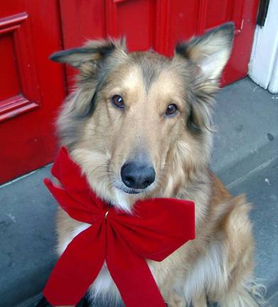 Warwick. Pet photos with Santa