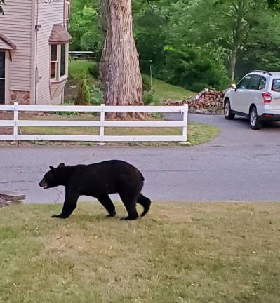 Spotted in West Milford by Kim Tolnai.