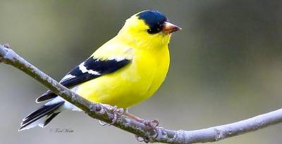 Join the Orange County Audubon Society for a multi-media presentation on our backyard neighbors, such as this Goldfinch, on Tuesday, April 27, at 6 p.m. Interesting bird facts, key identification features and bird calls of common birds you may see your backyard will be discussed. Register online at www.albertwisnerlibrary.org or call the Help Desk at 845-986-1047 ext. 3 to receive a link to the Zoom invitation for this virtual program. Provided photo.