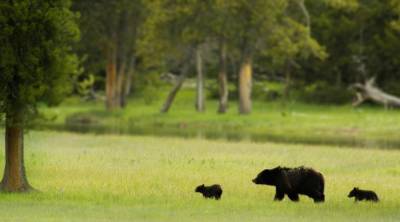 DEC releases bear harvest totals for 2023