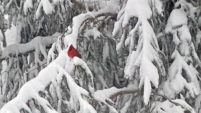 A cardinal rests in a snowy Norway spruce on Feb 2. Photo by Linda Fields.