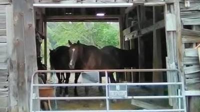 The Rymans' horse barn before the fire