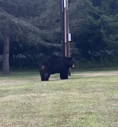 Spotted on Ball Road in Warwick by reader Ben Stanley.