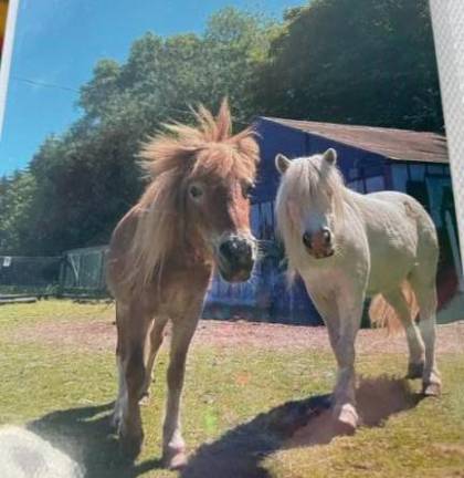 Two miniature horses were among the dozens of animals seized from Noah’s Park last September. (File photo)