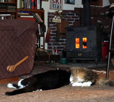 Photo by Roger Gavan Unless your cats have a 24-hour doorman, lots of food and water and a warm place to hang out like former Warwick Animal Shelter residents Joesy and Jesse, it is inhumane to leave them outside in wintertime without fresh water and shelter.