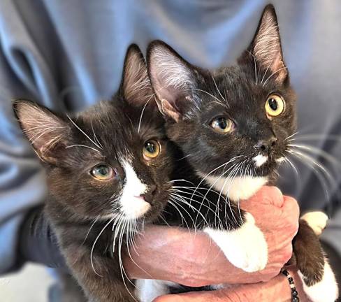 Meet Matty &amp; Matilda