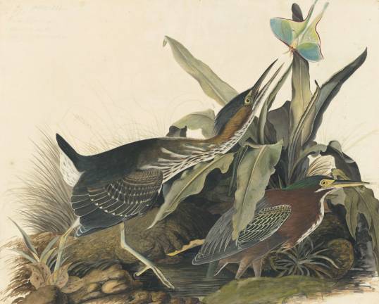 John James Audubon, Green Heron (Butorides virescens), ca. 1821-22. New-York Historical Society.