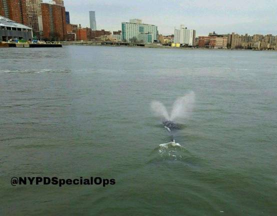 The whale spotted in the East River. Photo: New York Police Department