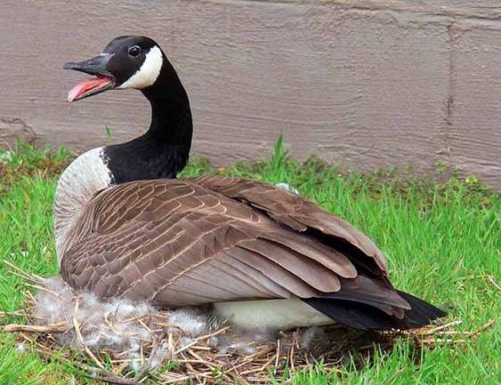 Drop in New York geese population sought via hunting
