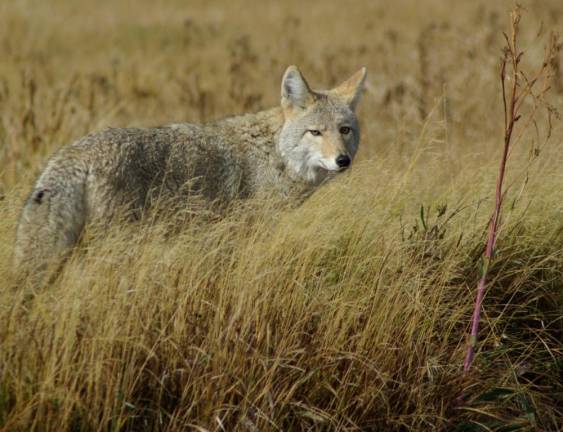 DEC: How to avoid conflicts with coyotes