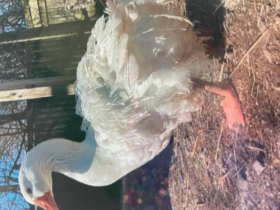 A Sebastopol goose was among the animals seized. Sebastapol goslings go for more than $100.