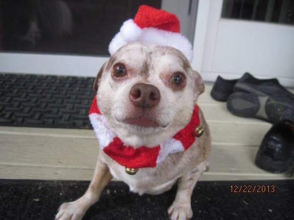 Duke's pampered pets top