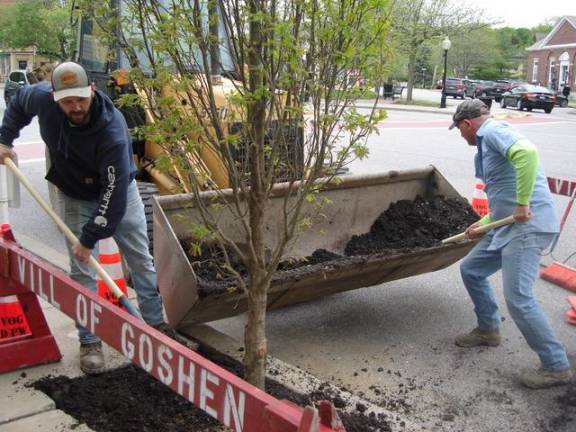 Department of Public Works employees Bryan Morgiewic (l) and Tom Wells add plenty of soil to give the newly planted Oak tree on Main Street in the Village of Goshen a good start.