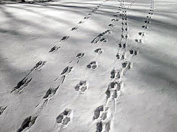 Kids invited to look for animal tracks