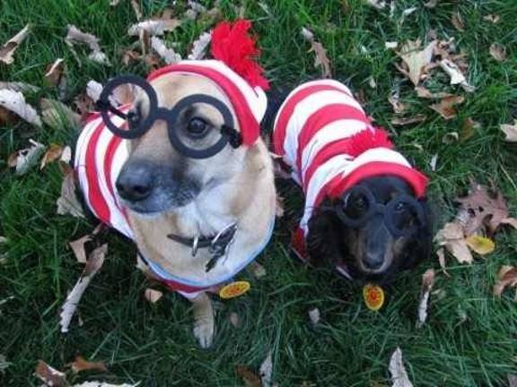 Duke's discount pampered pets