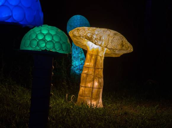 Photos Bryan Haeffele Giant mushrooms.