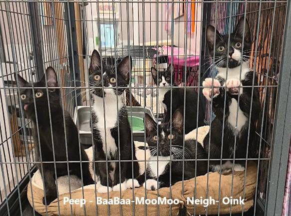 Meet Peep, Baabaa, Moomoo, Neigh and Oink!