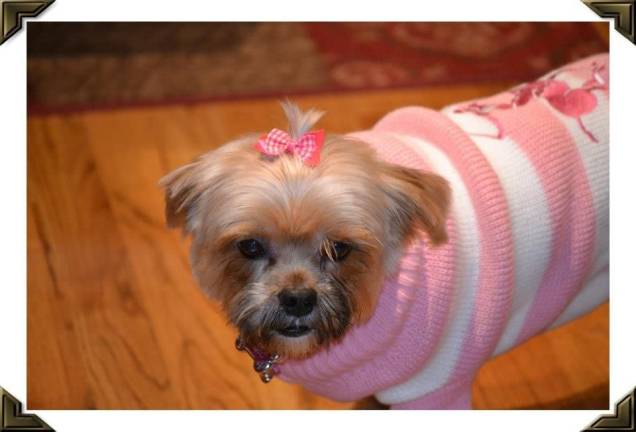 Tamara's hotsell pampered pets