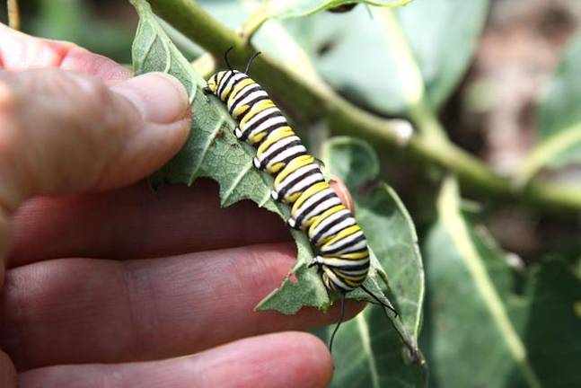 A monarch caterpillar on a milkweed leaf.