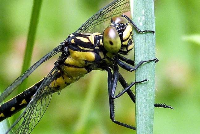 Rare dragonfly spotted near reservoir in Catskills
