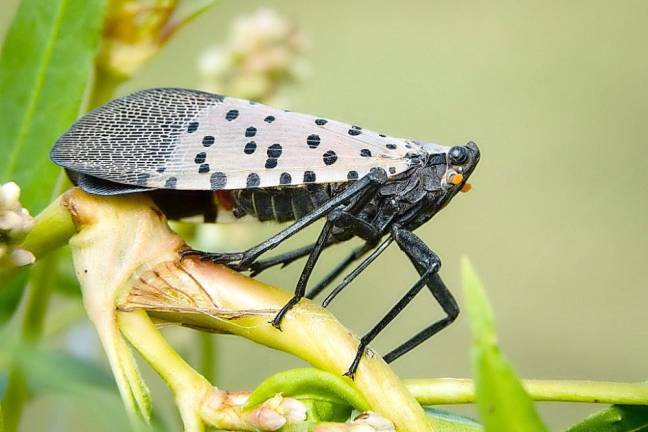 Spotted lanternfly