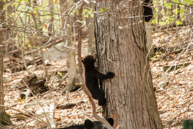 A West Milford cub captured on camera by Don Wright.