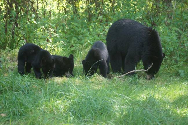 Photographer Michael O’Rourke caught a photo of this mama bear with her cubs in West Milford.