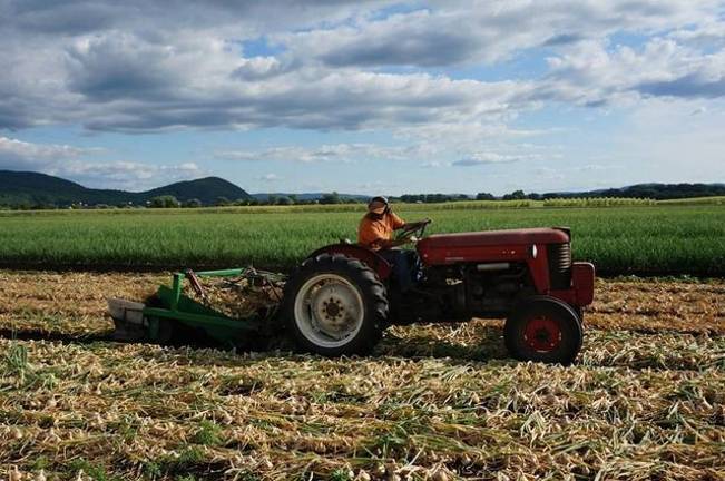 Chris Pawelski brings in the onions (Photo provided)