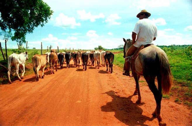 This is a photograph by Star Nigro of a herder in Minas Gerais, Brazil.