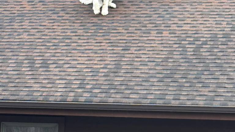 Dog on roof is no joke