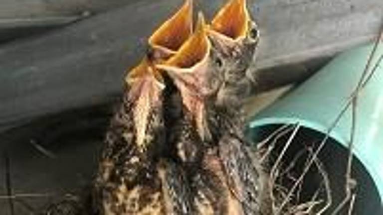 Nature. If you care, leave them there