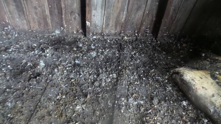 This is part of the a 25x12 chicken coop where the 27 goats spent each night. They were forced to sleep atop feces, with no food or water. (Photo by Frances Ruth Harris)
