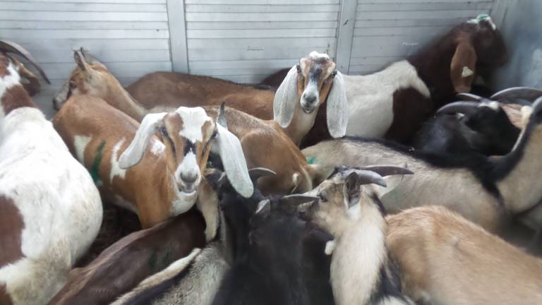 Twenty-six goats were held in half of the rescue truck, while one goat at a time was individually assessed. (Photo by Frances Ruth Harris)
