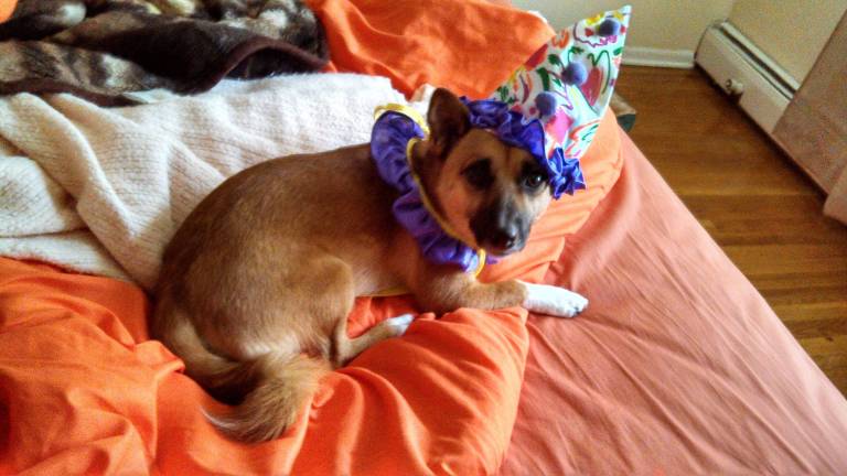 Tamara's outlet pampered pets