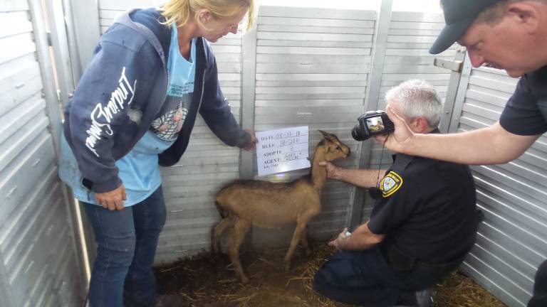 A veterinarian and assistants checked each goat after raiding Evergreen Naturally farm in August. (Photo by Frances Ruth Harris)