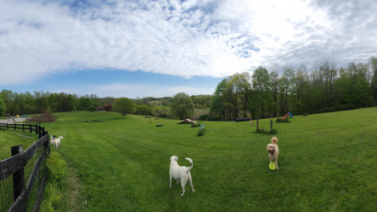 Pups explore Wantage Dog Park. Photo: Jeremy Hubbard