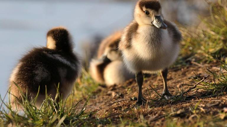 Stay alert for bird flu