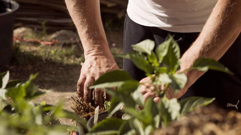 Cornell Cooperative Extension will lead several gardening programs this fall.