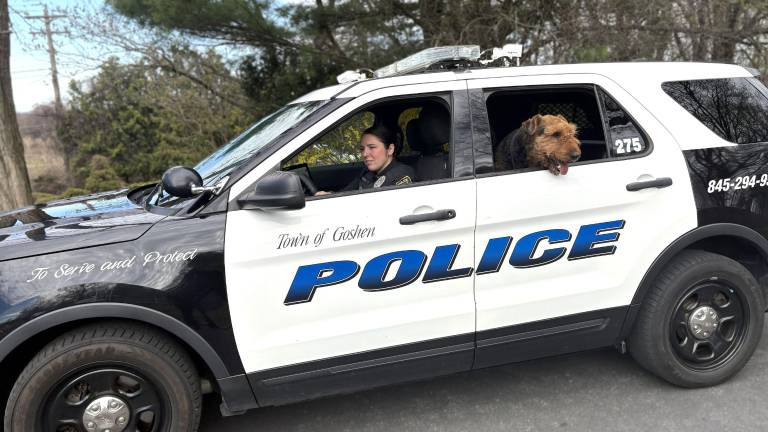 The Town of Goshen Police are hoping to reunite a loose dog with its owner(s).
