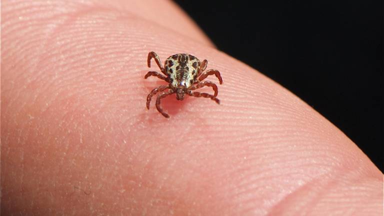 American dog tick (Dermacentor variabilis). (Photo by Jerry Kirkhart via commons.wikimedia.org)