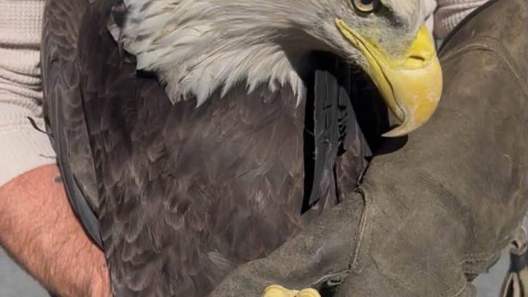 Town of Goshen Police Officers help rescue an injured bald eagle.