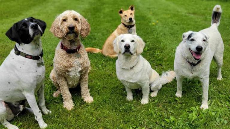 Pups explore Wantage Dog Park. Photo by Jeremy Hubbard.